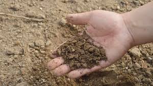 1614519980soil.jpg